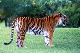 Tiger at Miami Zoo